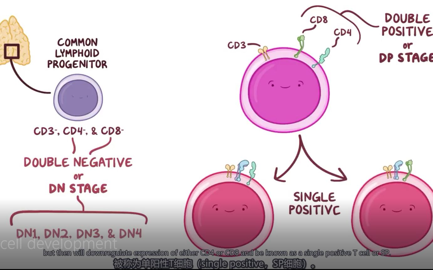 【Osmosis翻译】T细胞的发育(双语字幕)T cell development哔哩哔哩bilibili