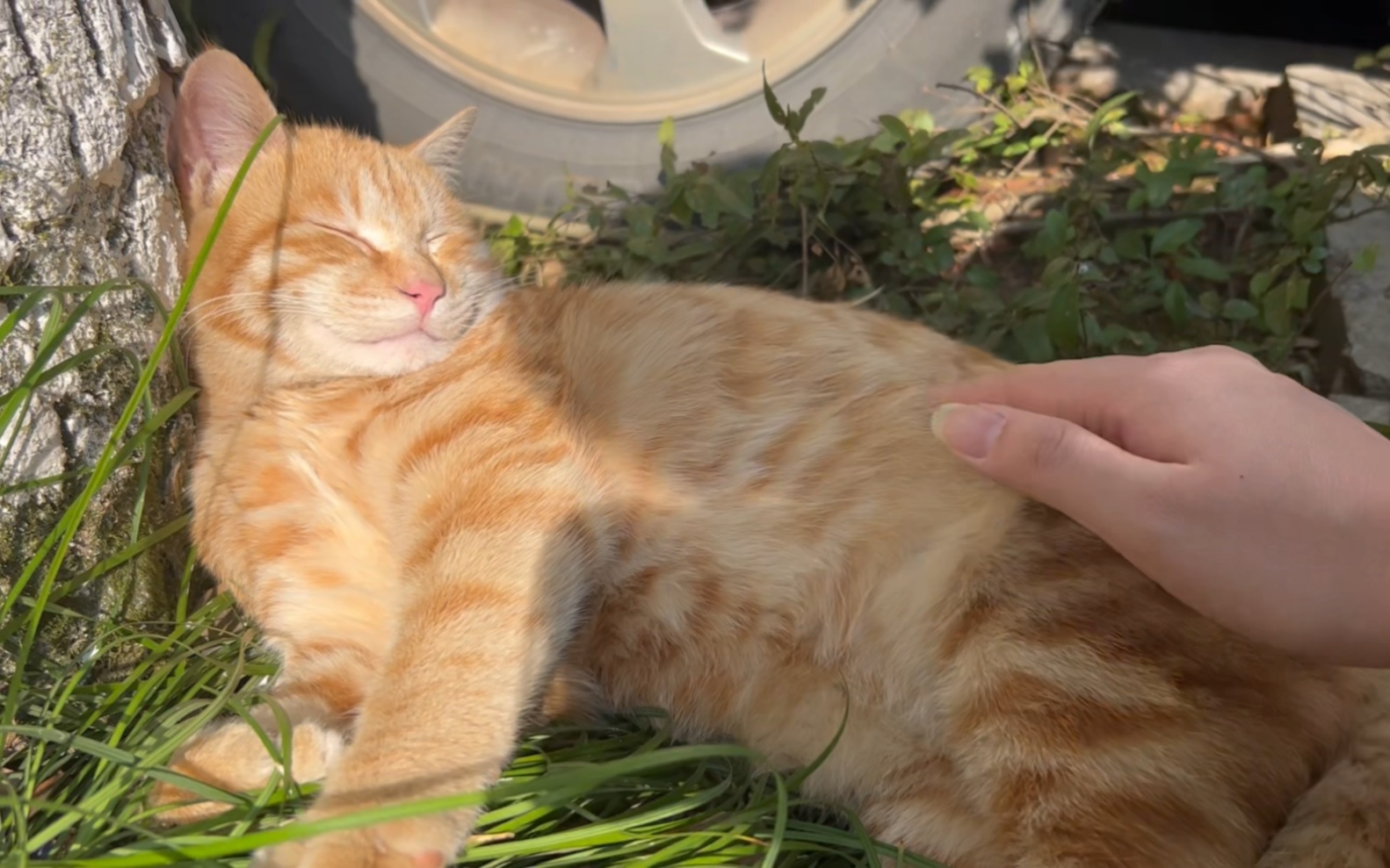 橘猫和阳光绝配!软软的呆瓜