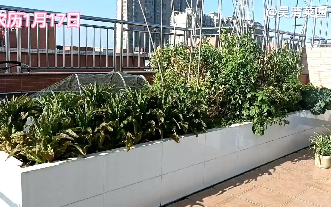 这品种西红柿产量真高一棵能100多个摘的太过瘾了