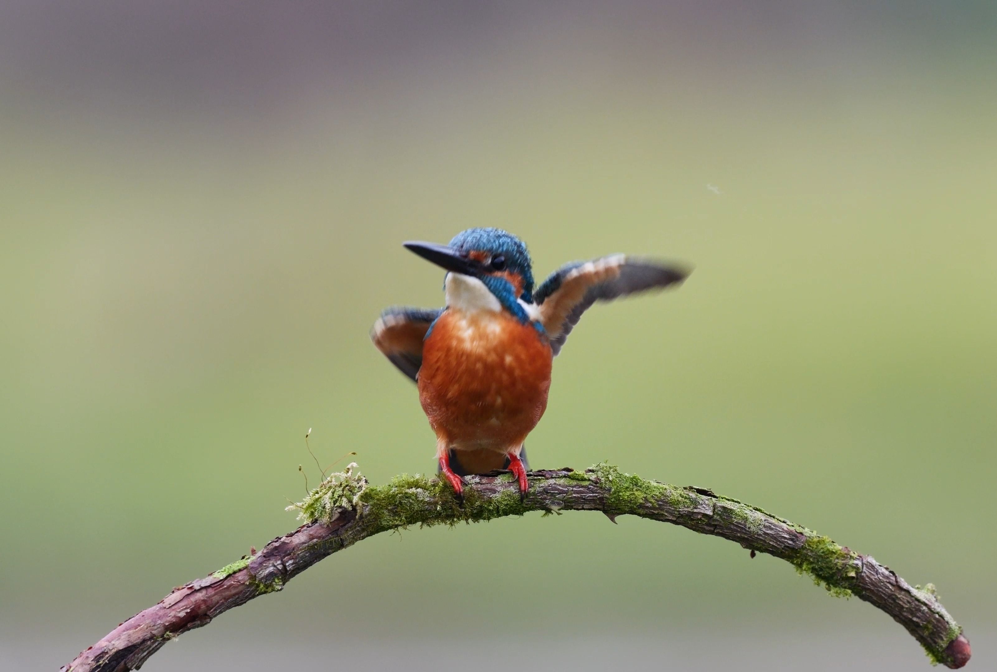 翠鸟忙着梳理自己的羽毛