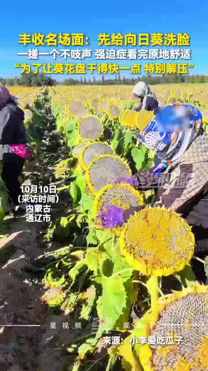 丰收名场面！给向日葵“洗脸”过程超解压，“让葵花盘干得快点”