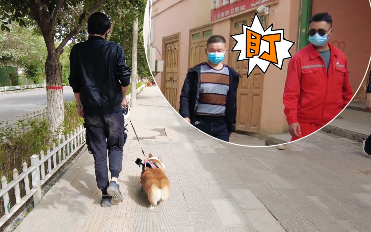 在新疆街头遛柯基,我们又被所有人围观了!
