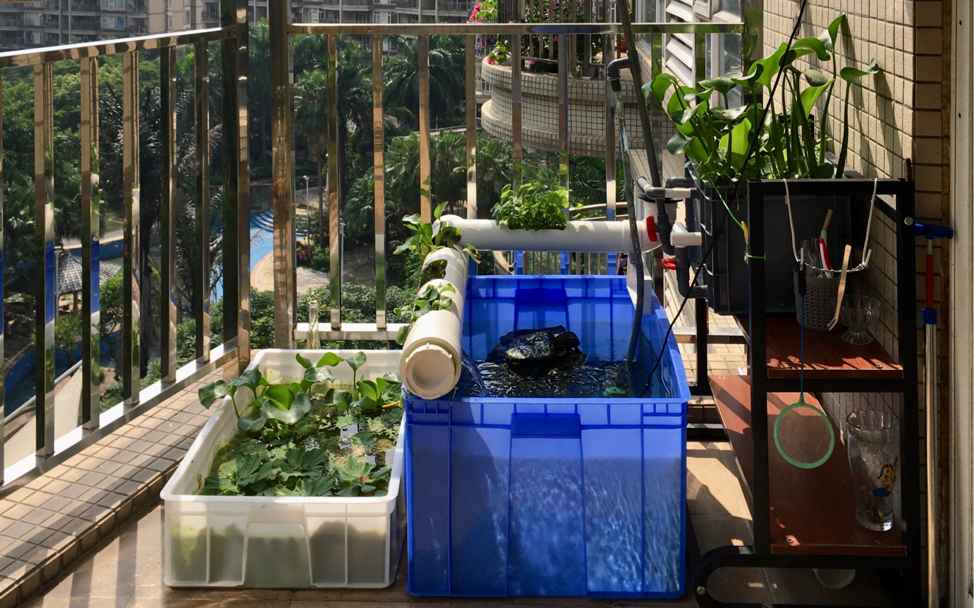 养龟日常之刷缸 沼泽和水道高效过滤,无需换水自清澈.