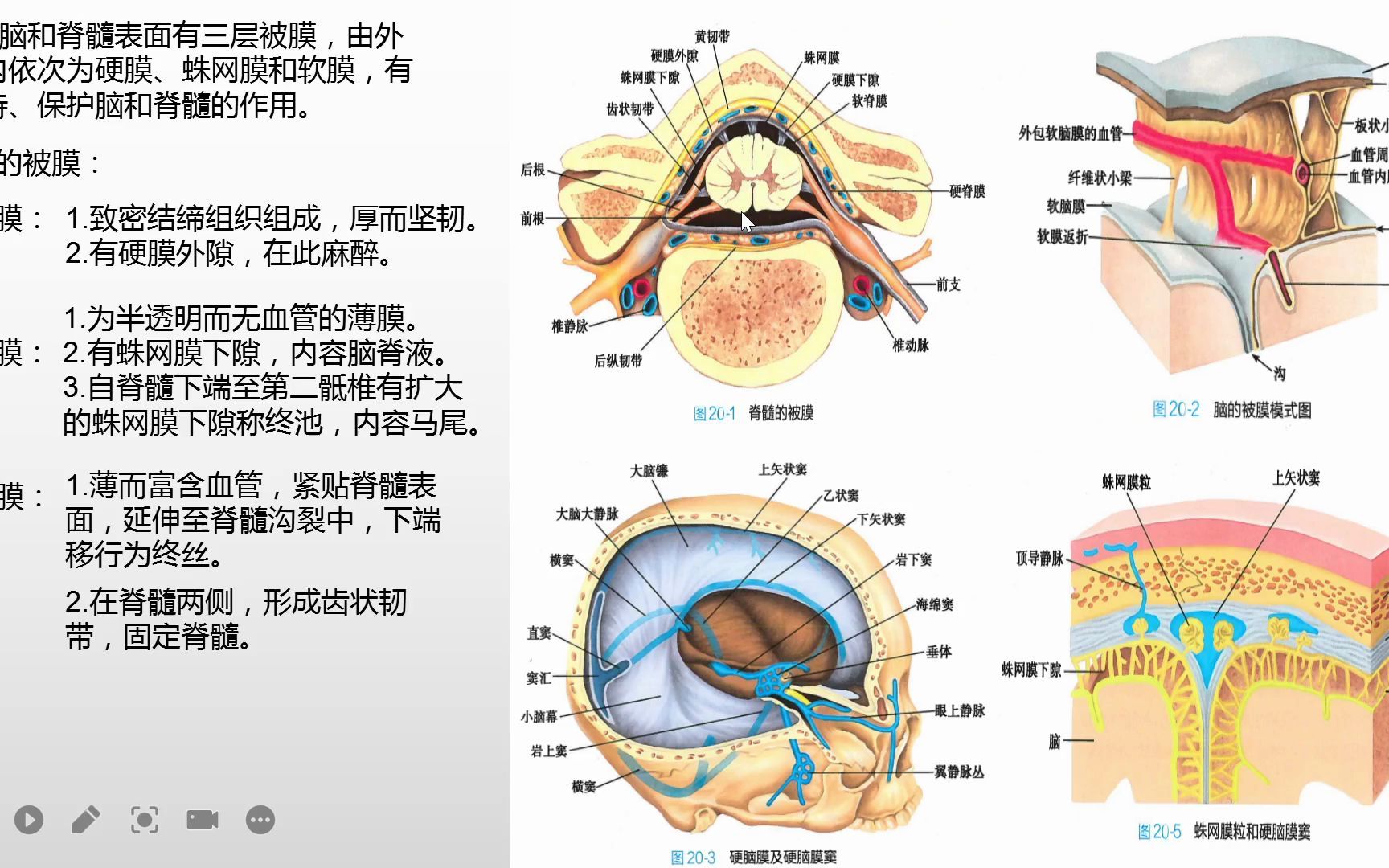 系统解剖学脊髓和脑的被膜哔哩哔哩bilibili