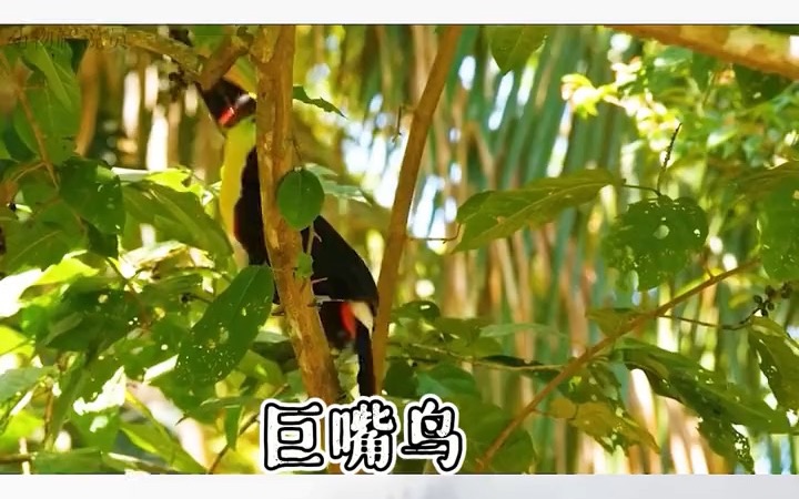 各种鸟类合集哔哩哔哩bilibili