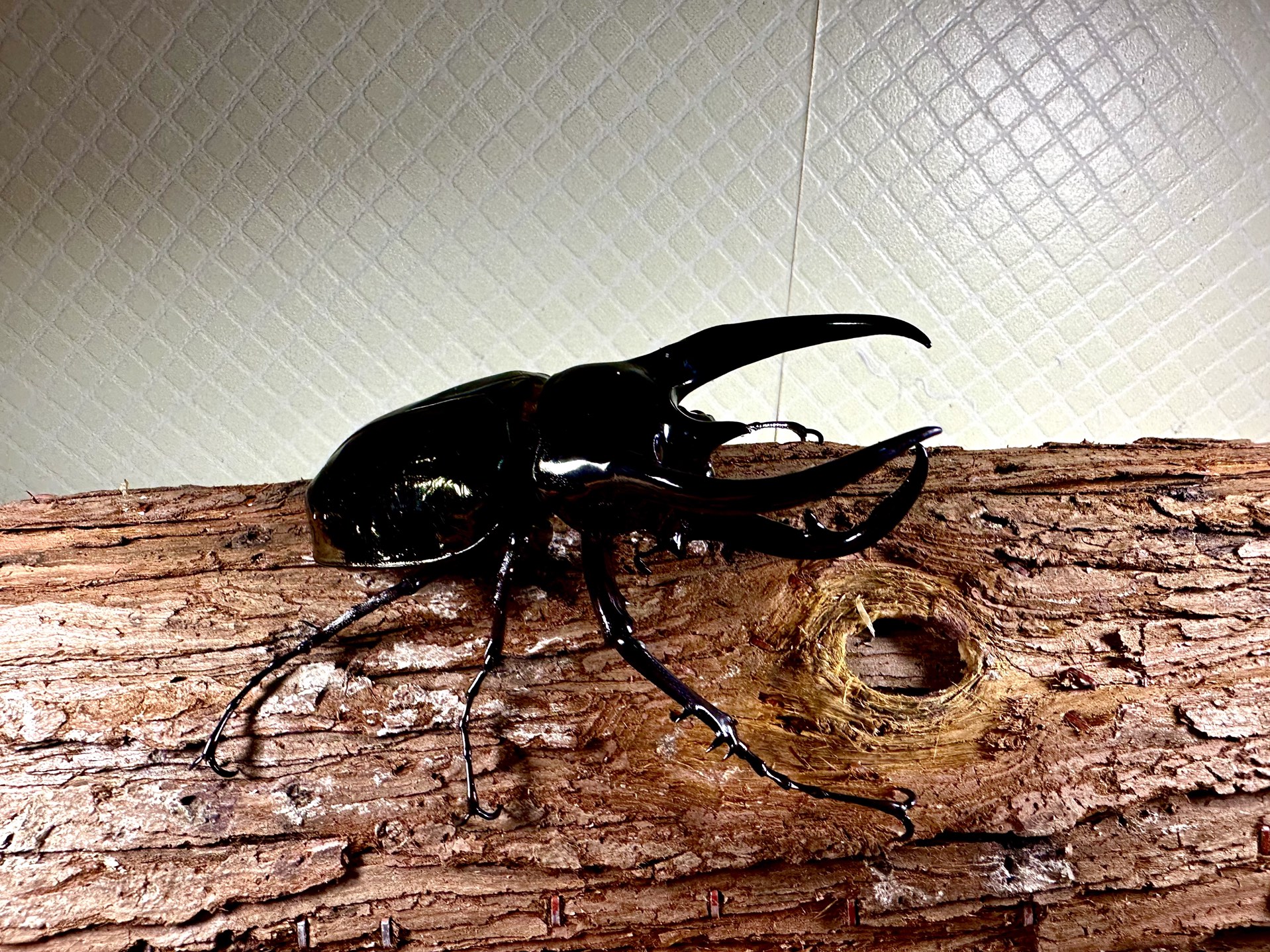 东南亚暴君南洋大兜虫cck内战(111vs108)