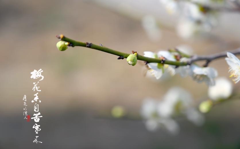 [图]湖北工程学院 梅花赞