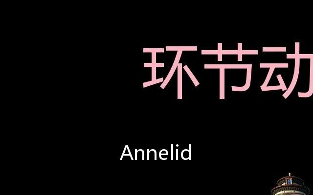 环节动物 Chinese Pronunciation annelid哔哩哔哩bilibili