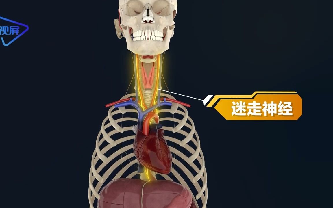 人体的生理结构:迷走神经