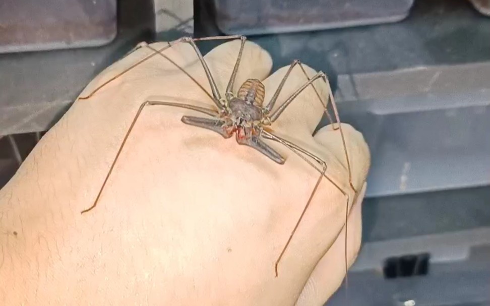 秘鲁巨人鞭蛛小压成