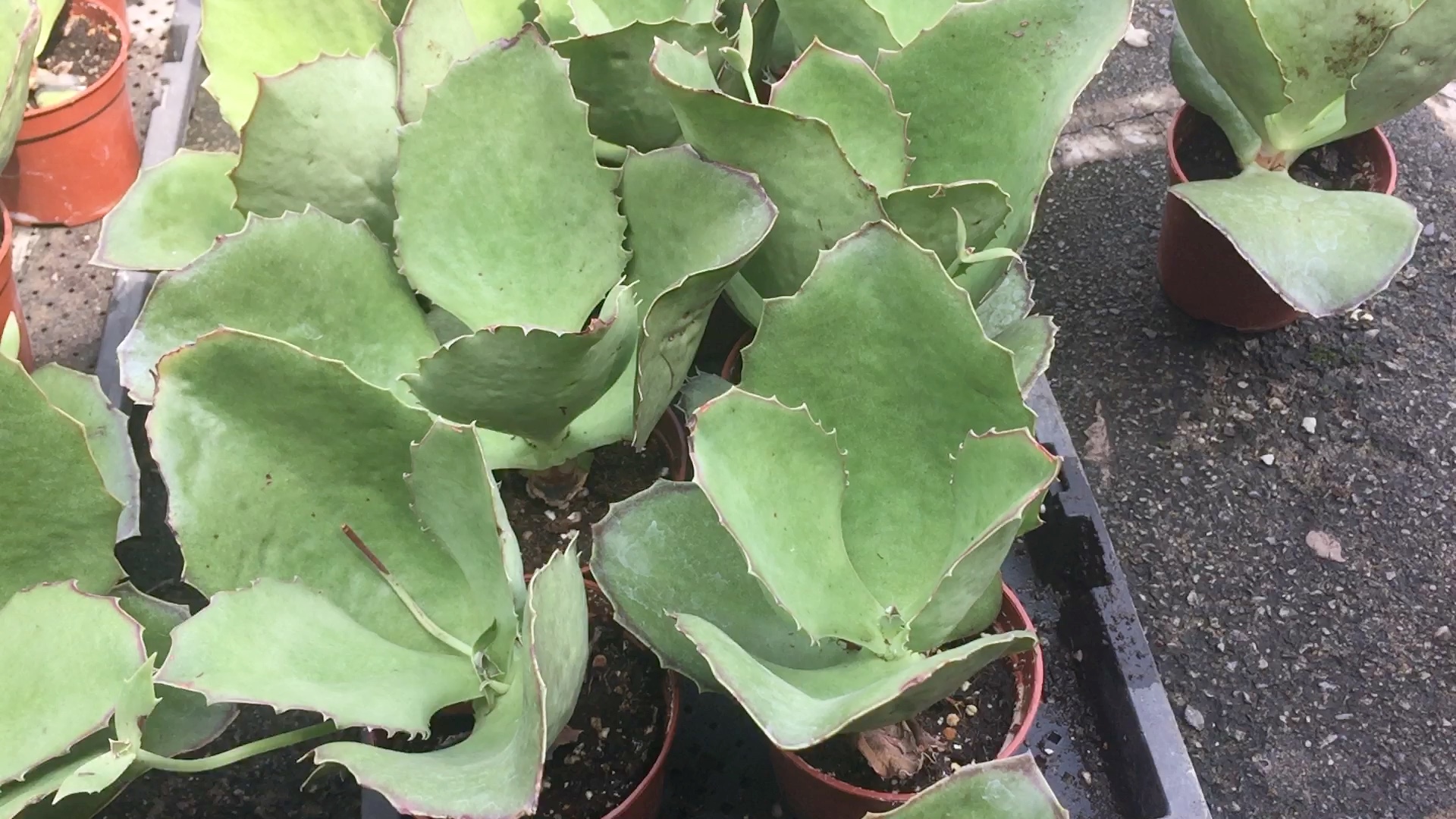 双飞蝴蝶 趣蝶莲