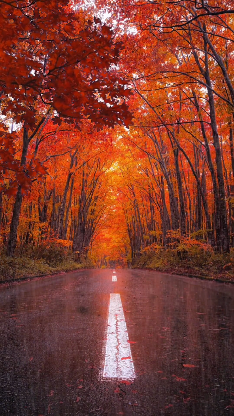 一念秋雨落,一念秋意凉.#唯美意境 #一场秋雨一场寒