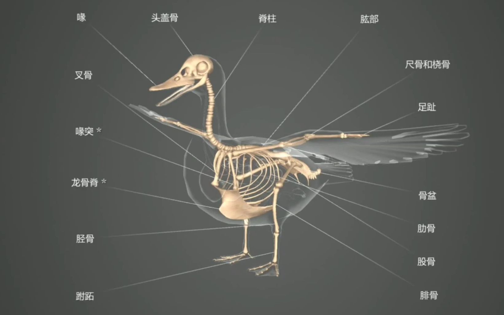 [图]生物篇 科普3D动画 本动画通过绿头鸭的例子演示了鸟类的身体结构