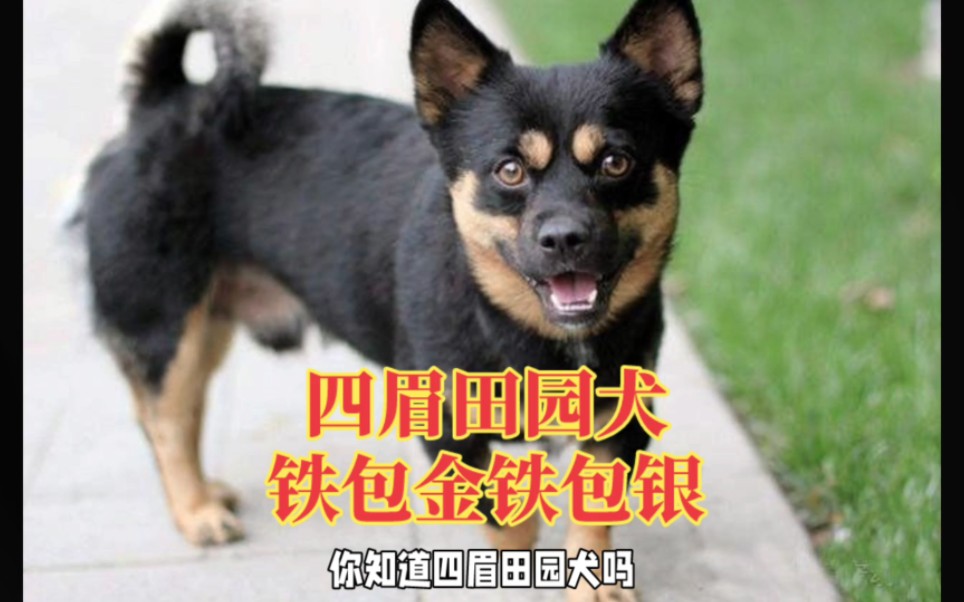 铁包金与铁包银:四眉田园犬的独特毛色