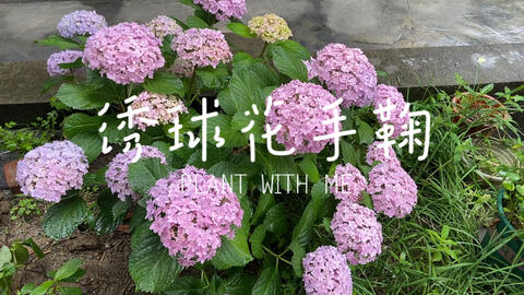 绣球 花手鞠 地栽2年爆花 渐变紫色太美了 哔哩哔哩 绣球 花手鞠 地栽2年爆花 渐变紫色太美了 哔哩哔哩