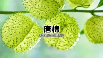 Video herunterladen: 长的跟河豚似的还能像气球一样捏爆的解压植物——唐棉