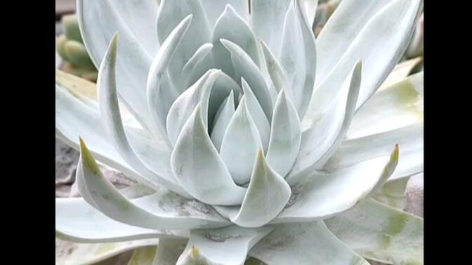 多肉度夏小能手们:仙女杯系列~香草比斯,香草冰沙~阿尔巴白月影