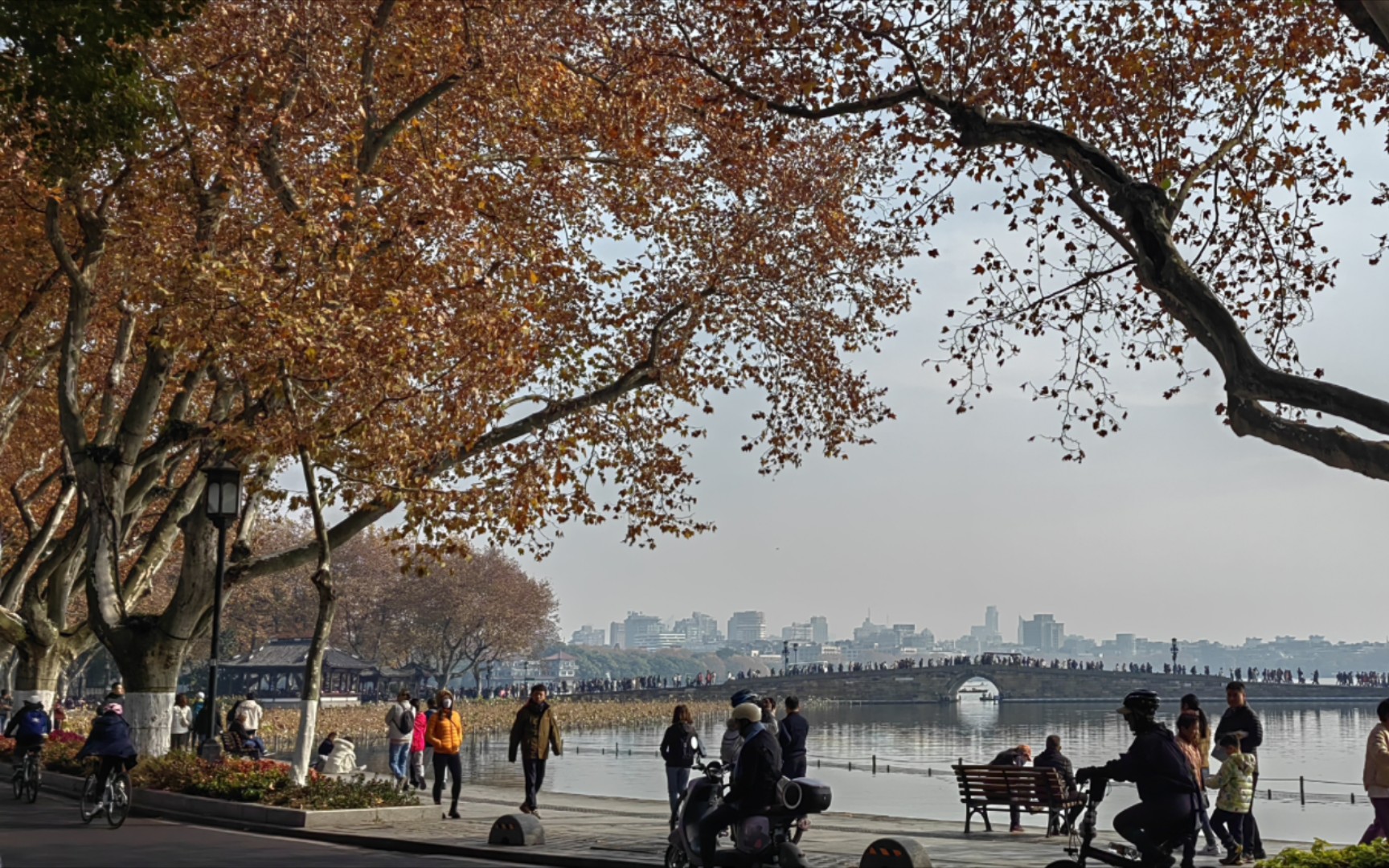 赏遍秋天【杭州西湖北山街】梧桐叶