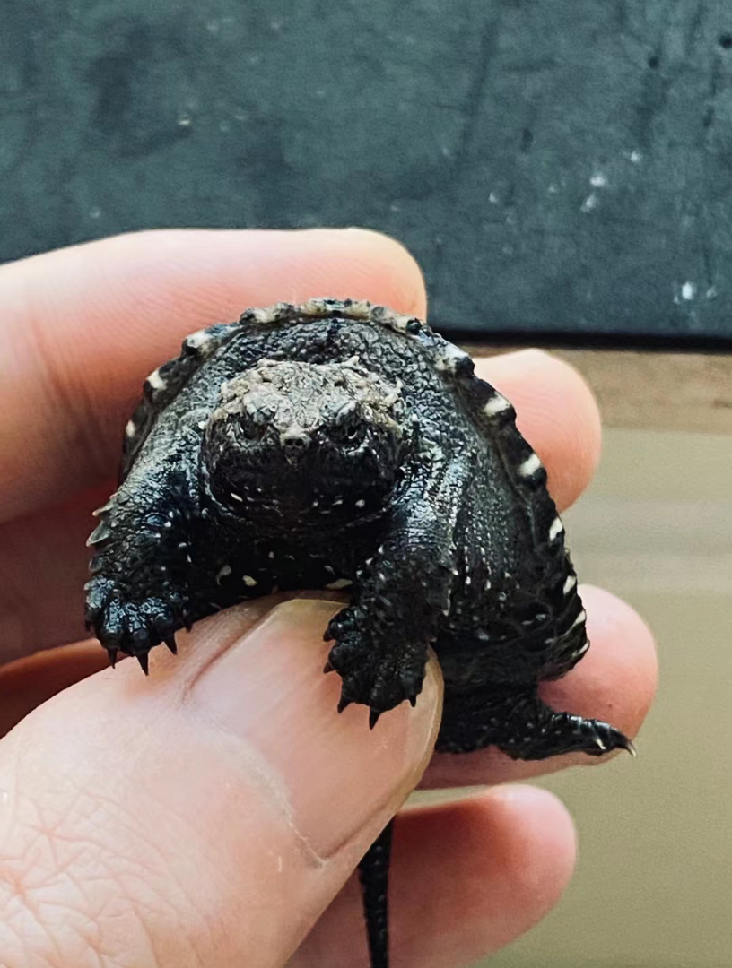 活动  去年9月的佛鳄苗子.8个月成长小结.