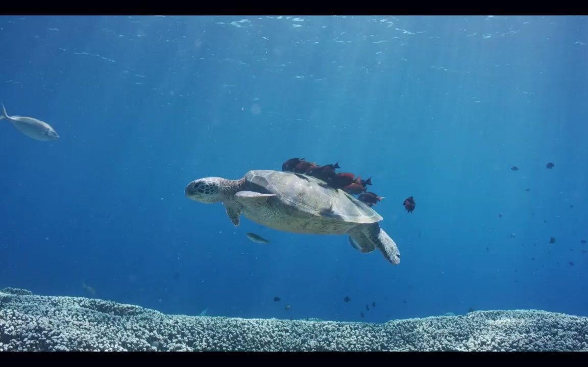 视频素材 ▏h410 梦幻蓝色海洋海底世界水族馆鱼儿鱼群海龟游动嬉戏海洋馆六一儿童节文艺节目表演大屏幕舞台LED背景视频素材哔哩哔哩bilibili