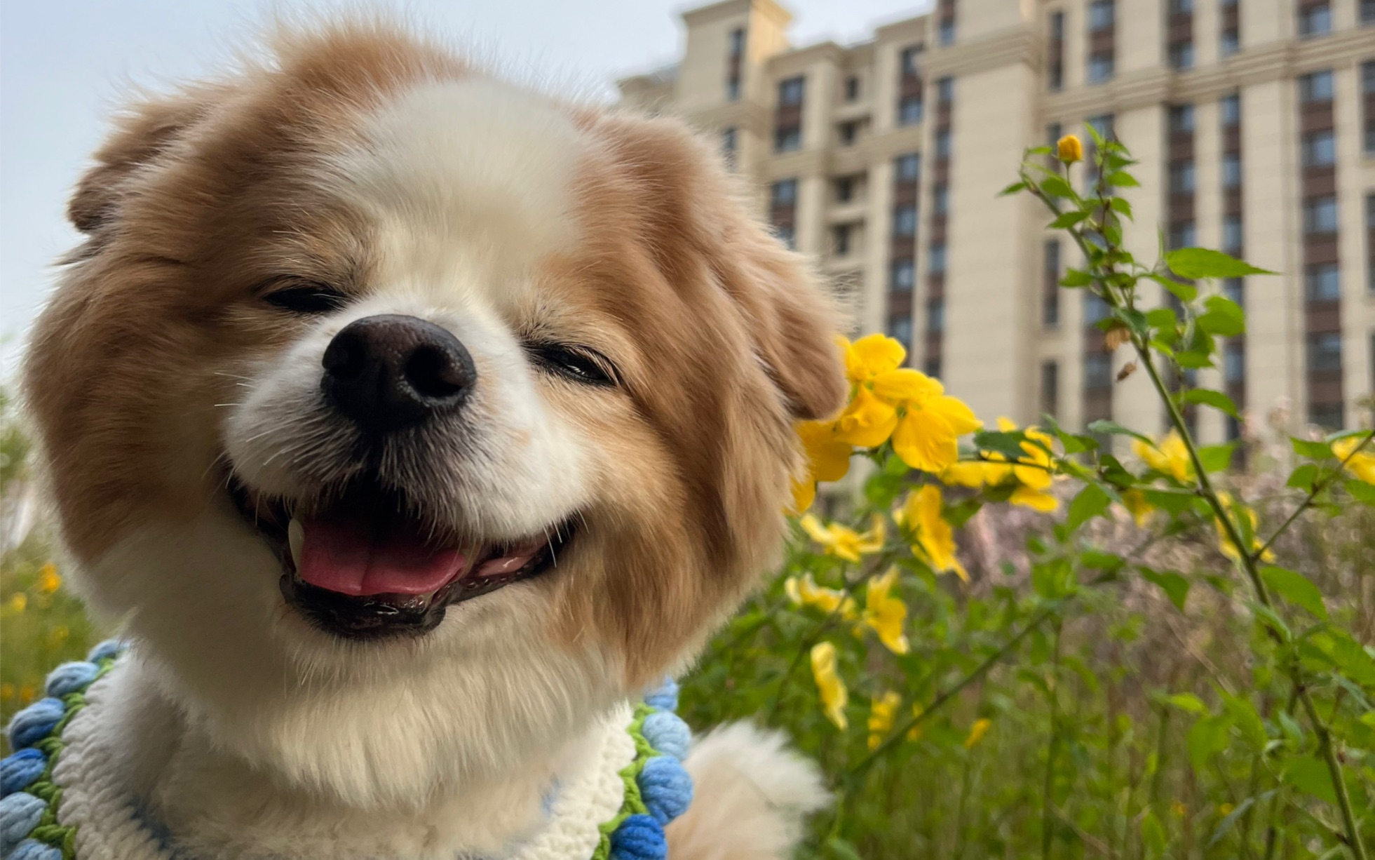 点进来你将获得9个爆炸可爱的狗头!