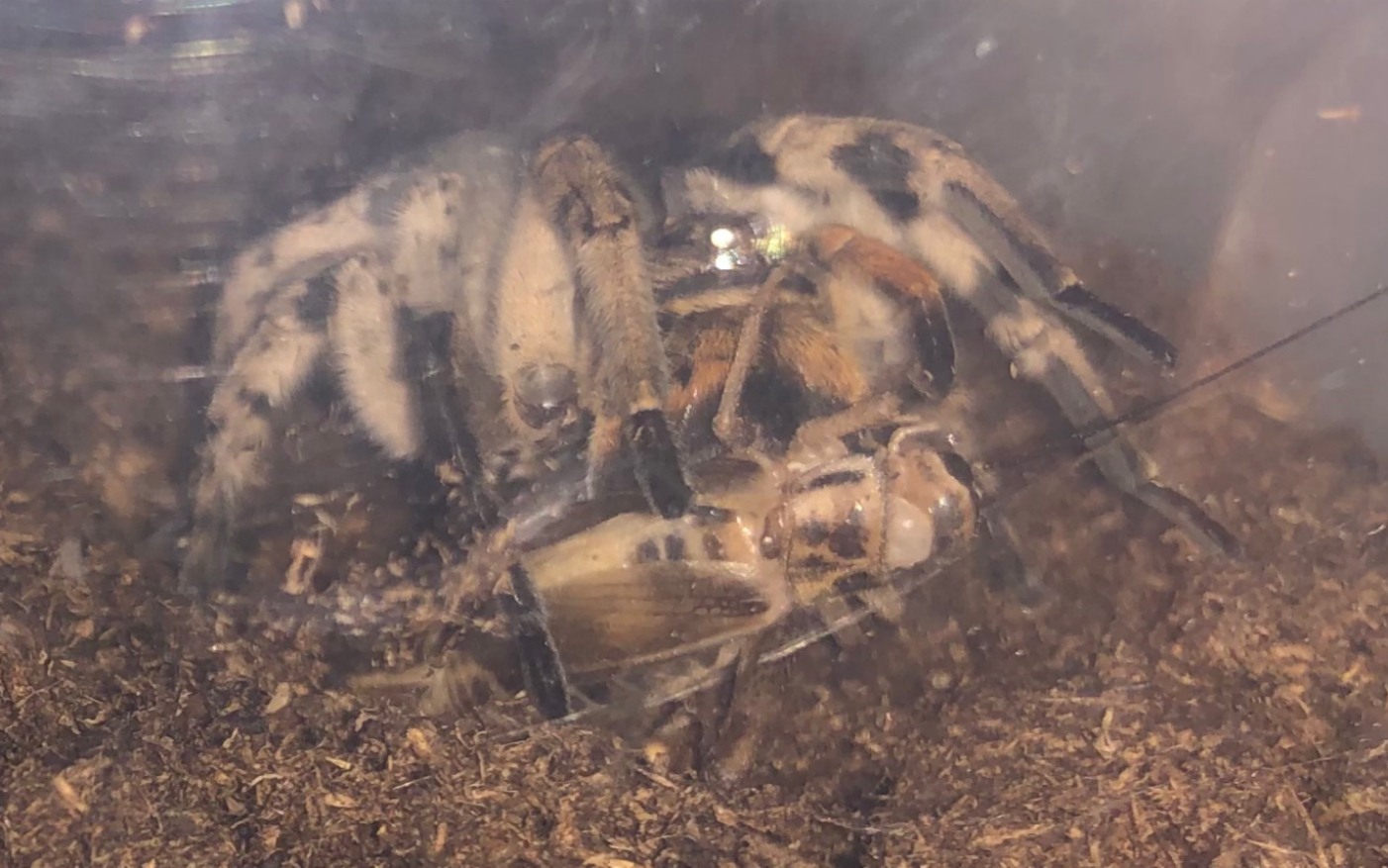 中华狼蛛捕食蟋蟀