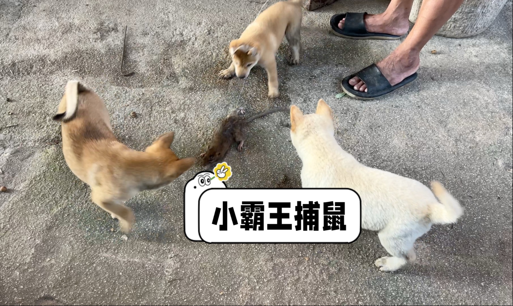 狗王遇见老鼠会怎么样?小何在一旁看着哈哈大笑-桥头小何-桥头小何-哔哩哔哩视频