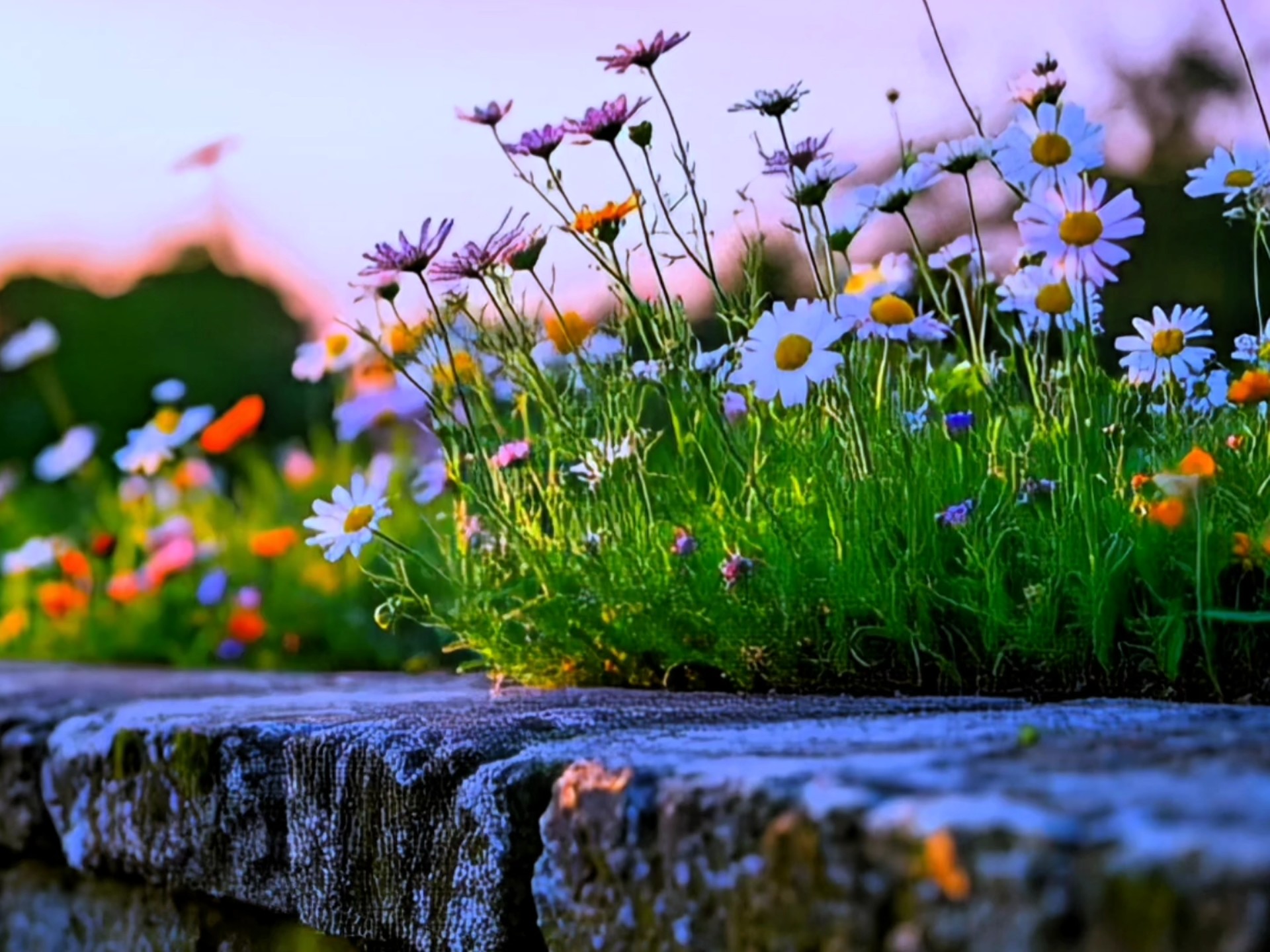 小雏菊风景素材