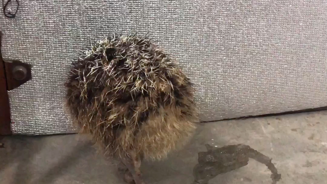 活动作品鸵鸟吃屎实录