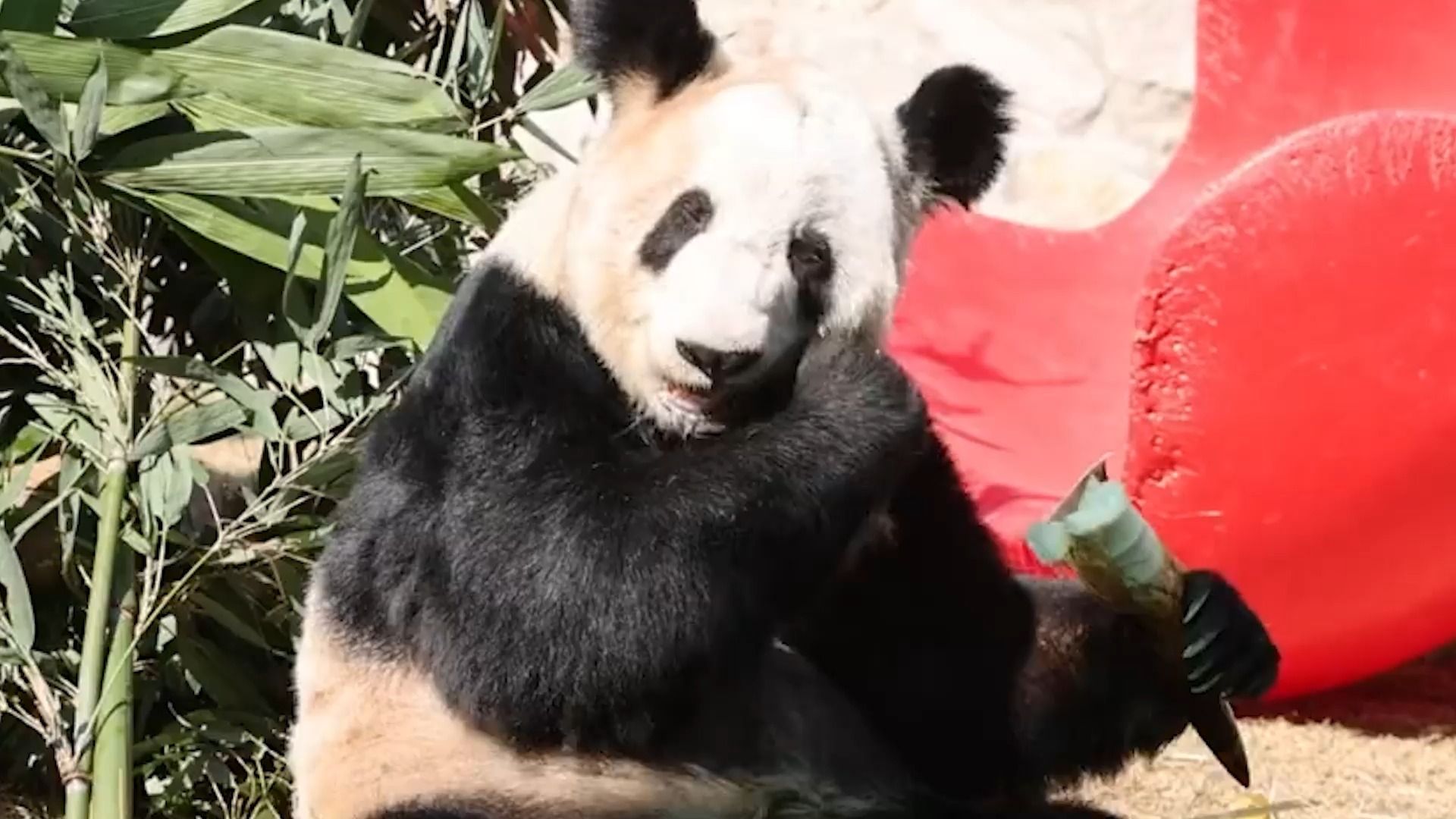 大熊猫"丫丫"春日里边晒太阳边吃苹果 啃出"鞭炮声"可爱到发光