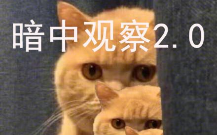 沙雕橘猫暗中观察图片