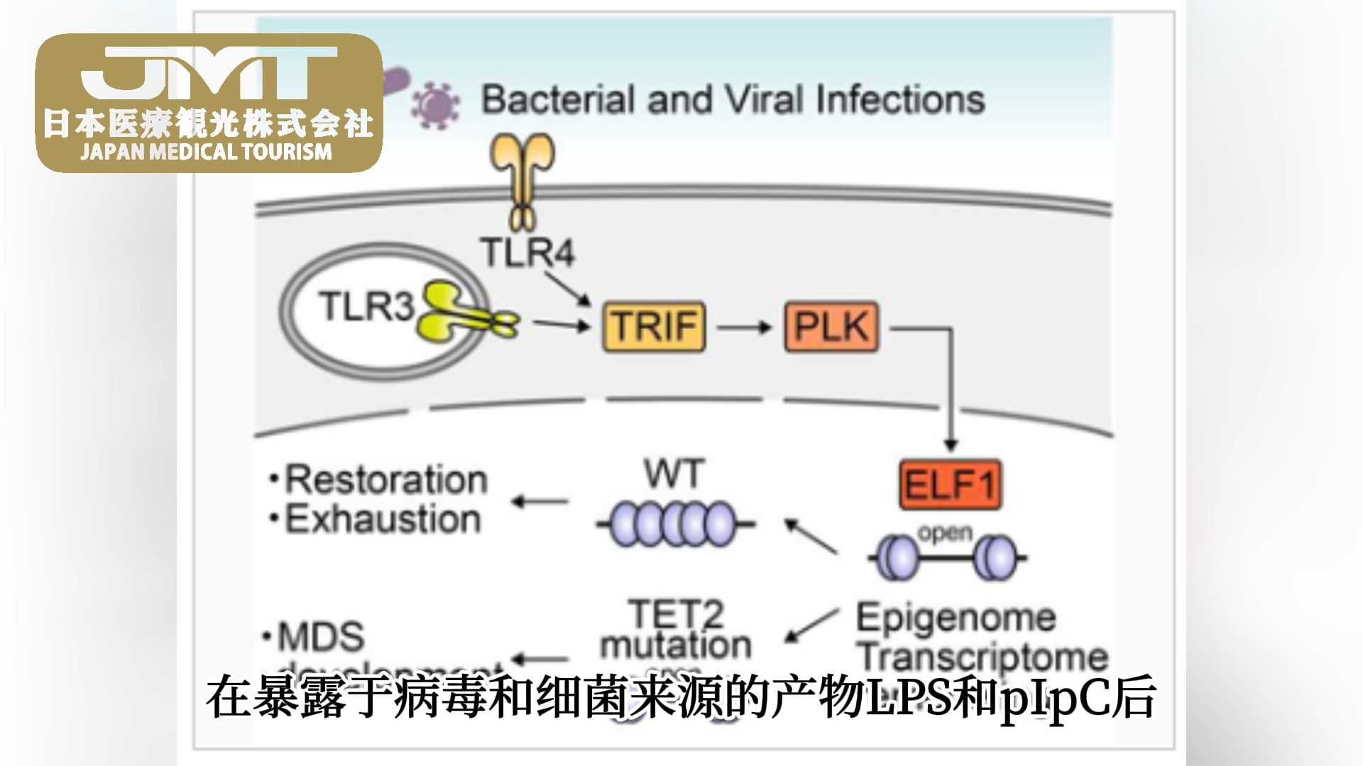 【最新研究】日本阐明血液癌从病毒细菌暴露到发病的机制 第二集