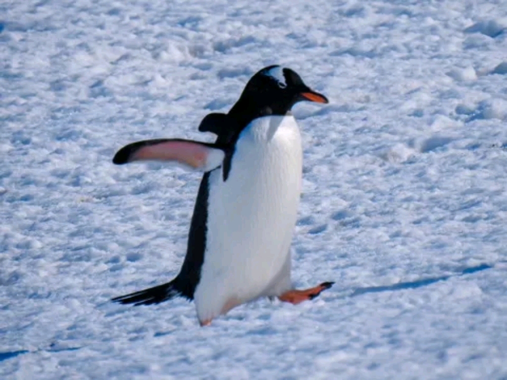 不怕寒冷的企鹅