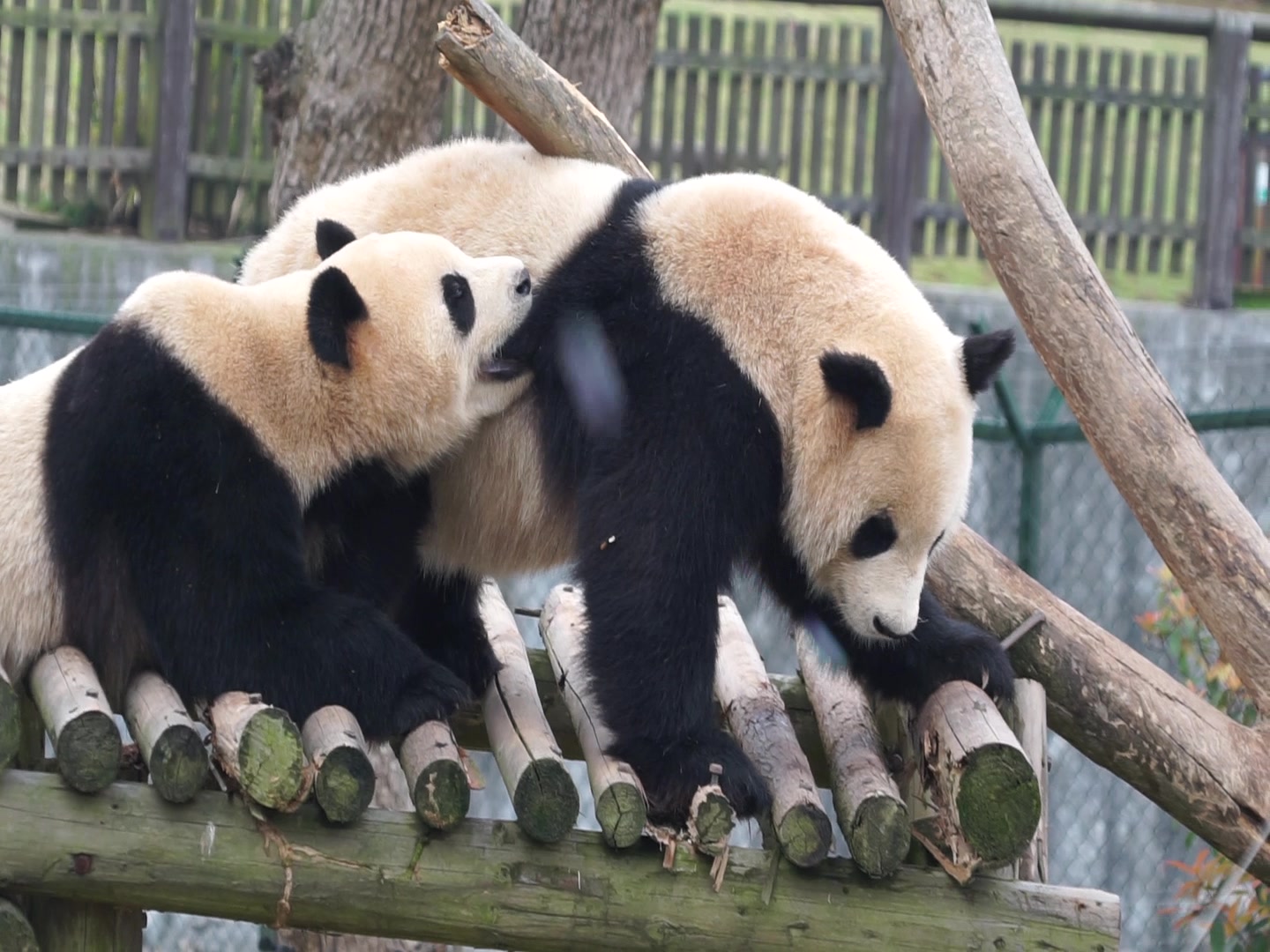 【大熊猫成双成对】2016年4月长沙生态动物园成双成对合集