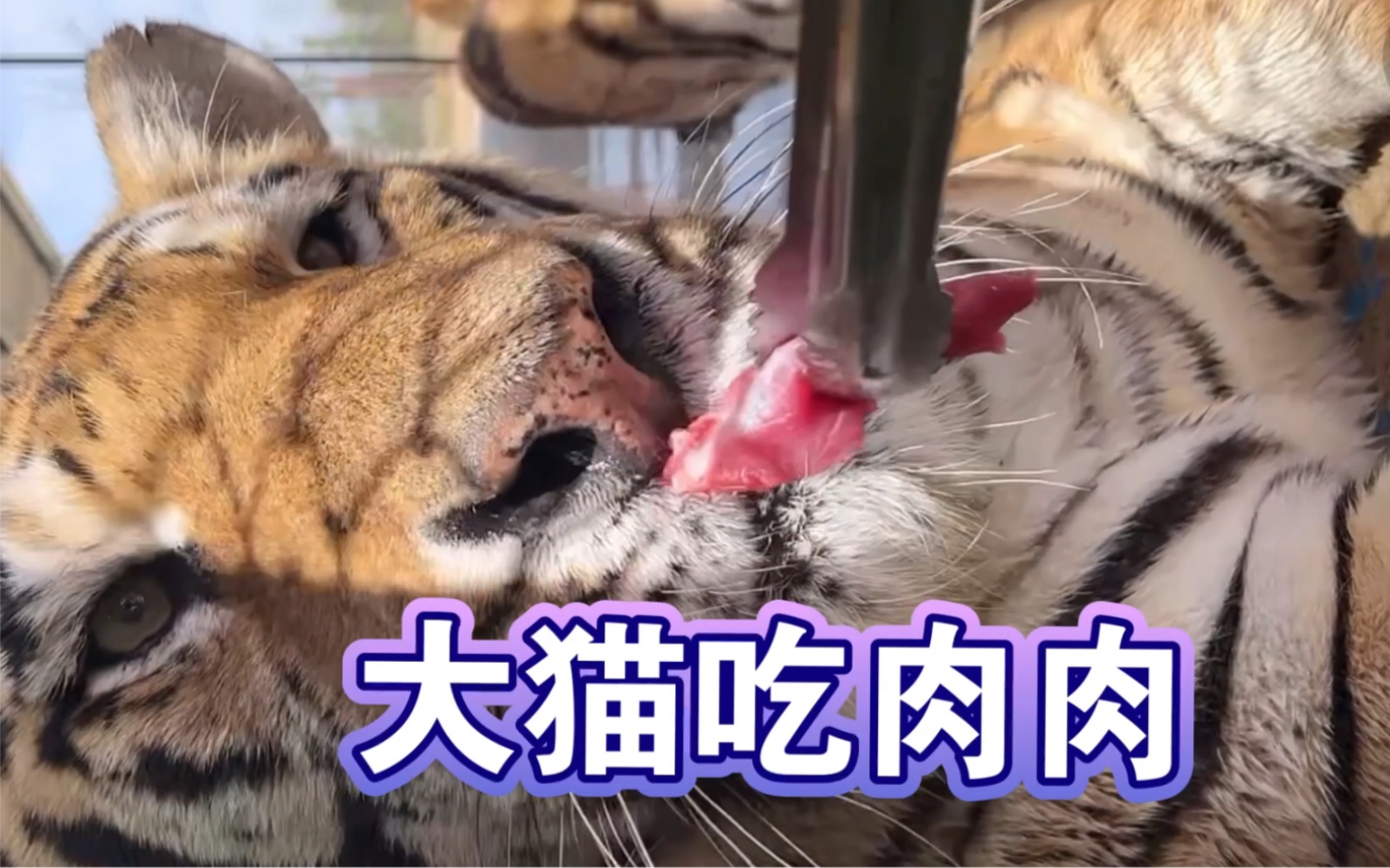 老虎:我要吃肉肉