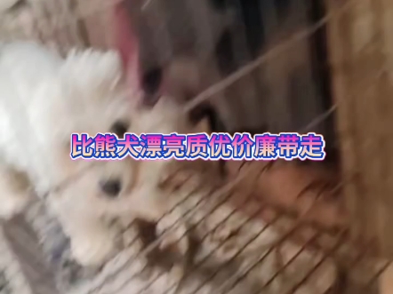 比熊犬哔哩哔哩bilibili