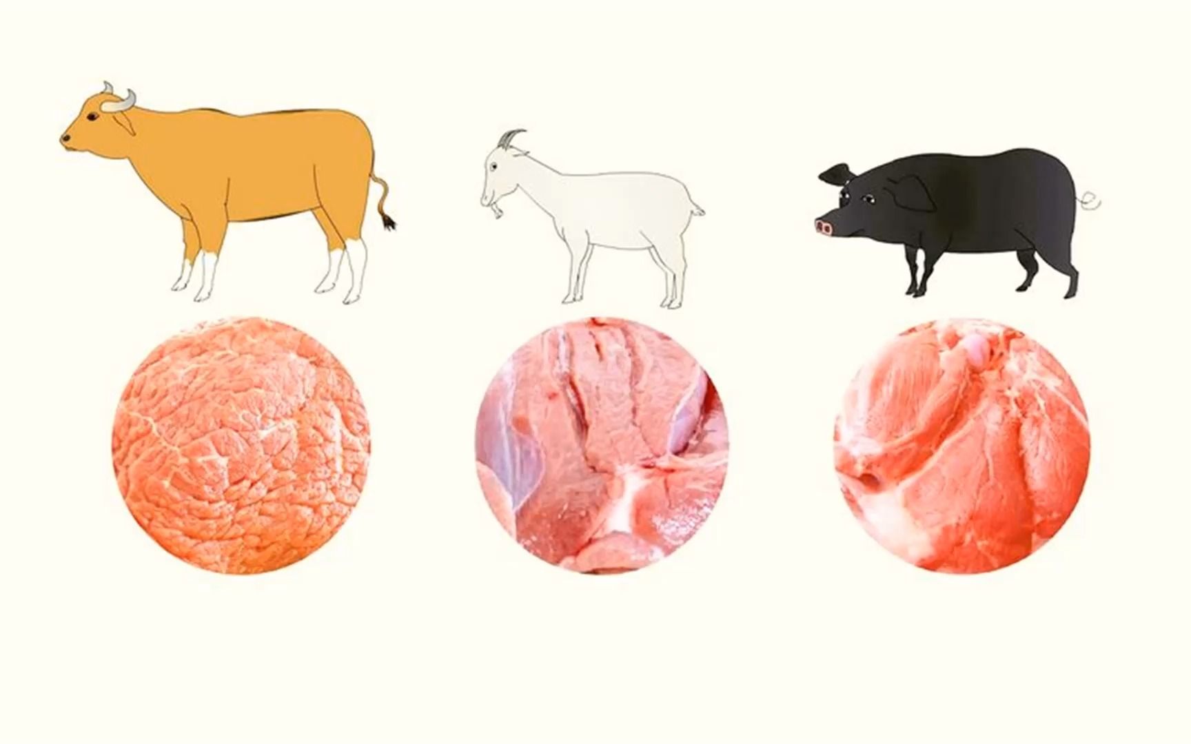 「万物30秒」牛羊猪的肉是红色的,鸡胸肉和鱼肉却发白,玄机何在