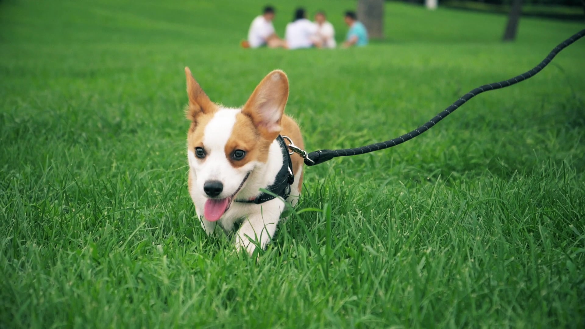 柯基图片 幼犬壁纸图片