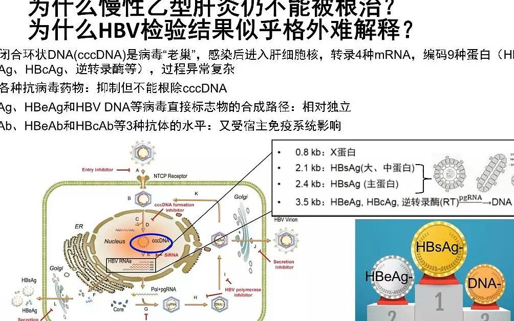 杨瑞峰,乙肝五项哔哩哔哩bilibili