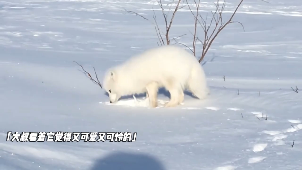 [图]雪狐白狐可可爱爱