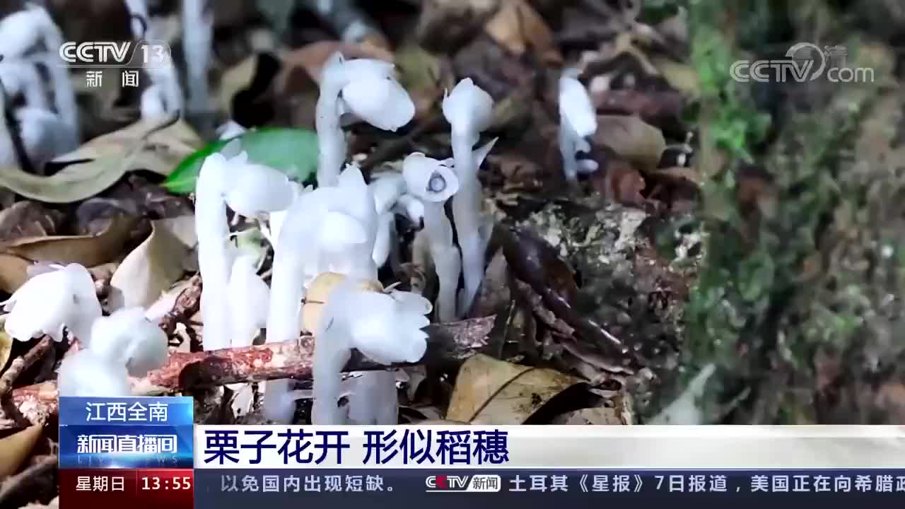 “国家近危级珍稀植物”水晶兰 你见过这种植物吗?哔哩哔哩bilibili