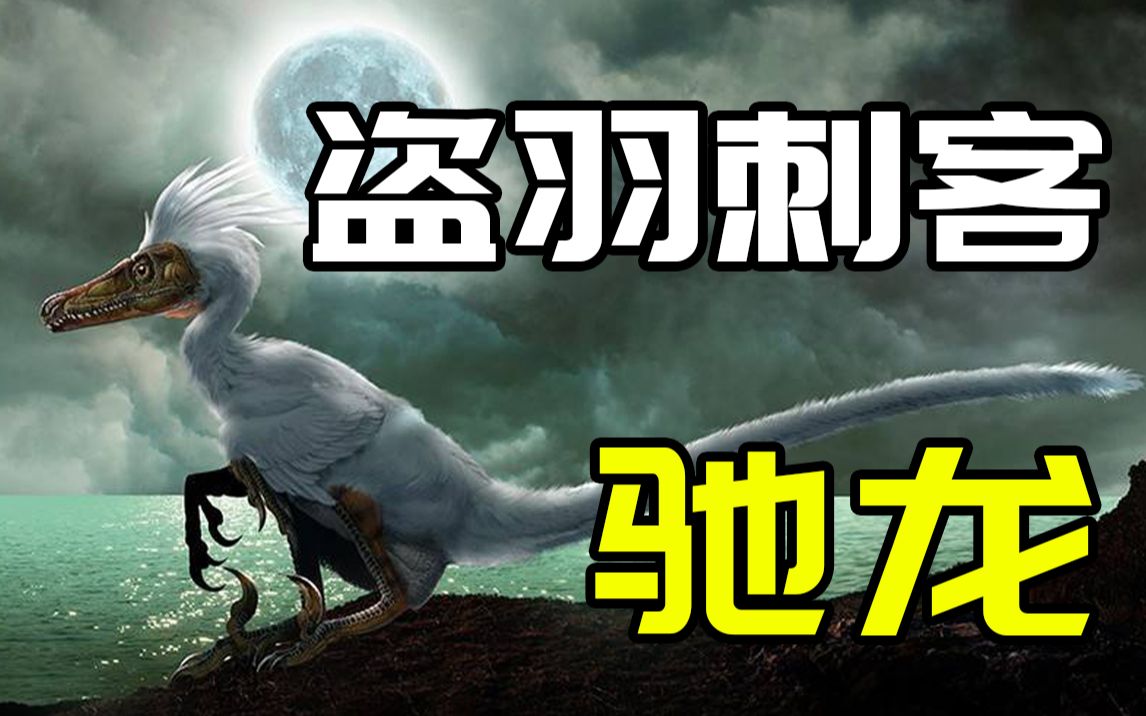 名扬天下的“迅猛龙”只是移花接木的骗局?盗羽刺客驰龙【恐龙时代】 #兽脚类篇04哔哩哔哩bilibili