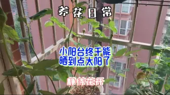 Télécharger la video: 养花日常‖4月中旬了，小阳台终于可以晒到点太阳了，真的不容易啊！！！只能照到两个多小时的小阳台，还要什么自行车啊，静待花开！！！