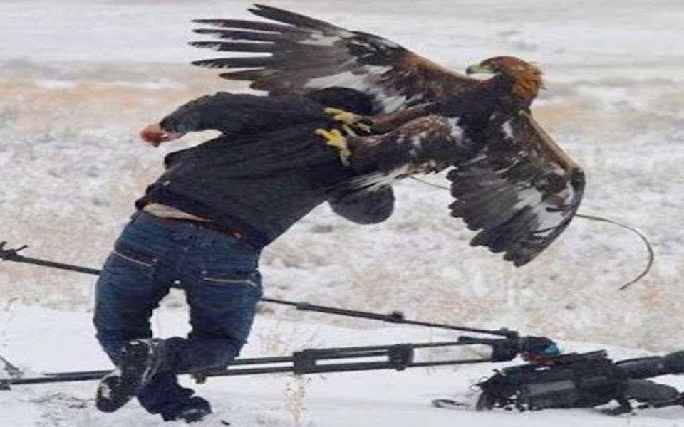 老鹰袭击人导致严重后果的录像画面混剪!@油兔不二字幕组