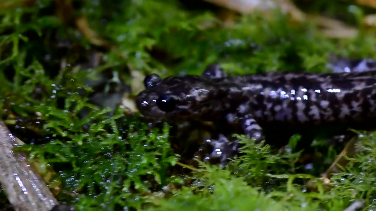 森与海生态纪录影像库楚南小鲵楚南氏山椒鱼hynobiussonani