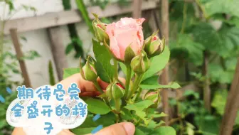 扶桑花蚜虫很常见也很烦恼 用这招杀虫 2次就见效 哔哩哔哩 Bilibili