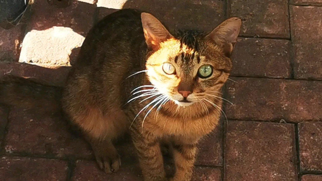 受伤的小可爱猫猫,求助的眼神