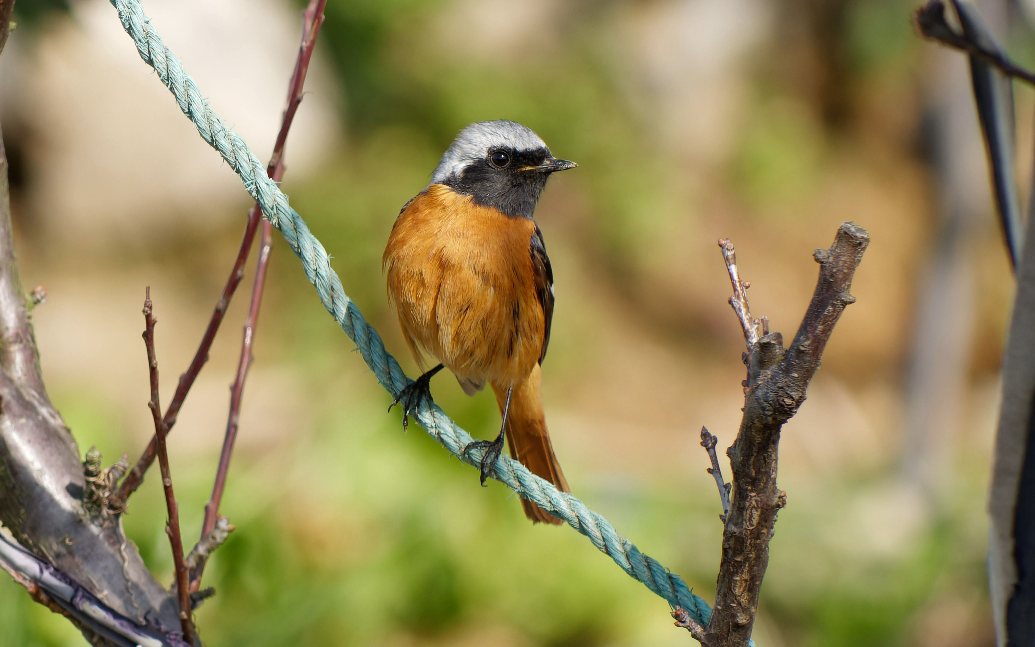 分享几只社牛鸟,有的在我周边到处转,有的还会主动靠近我,胆子是真的