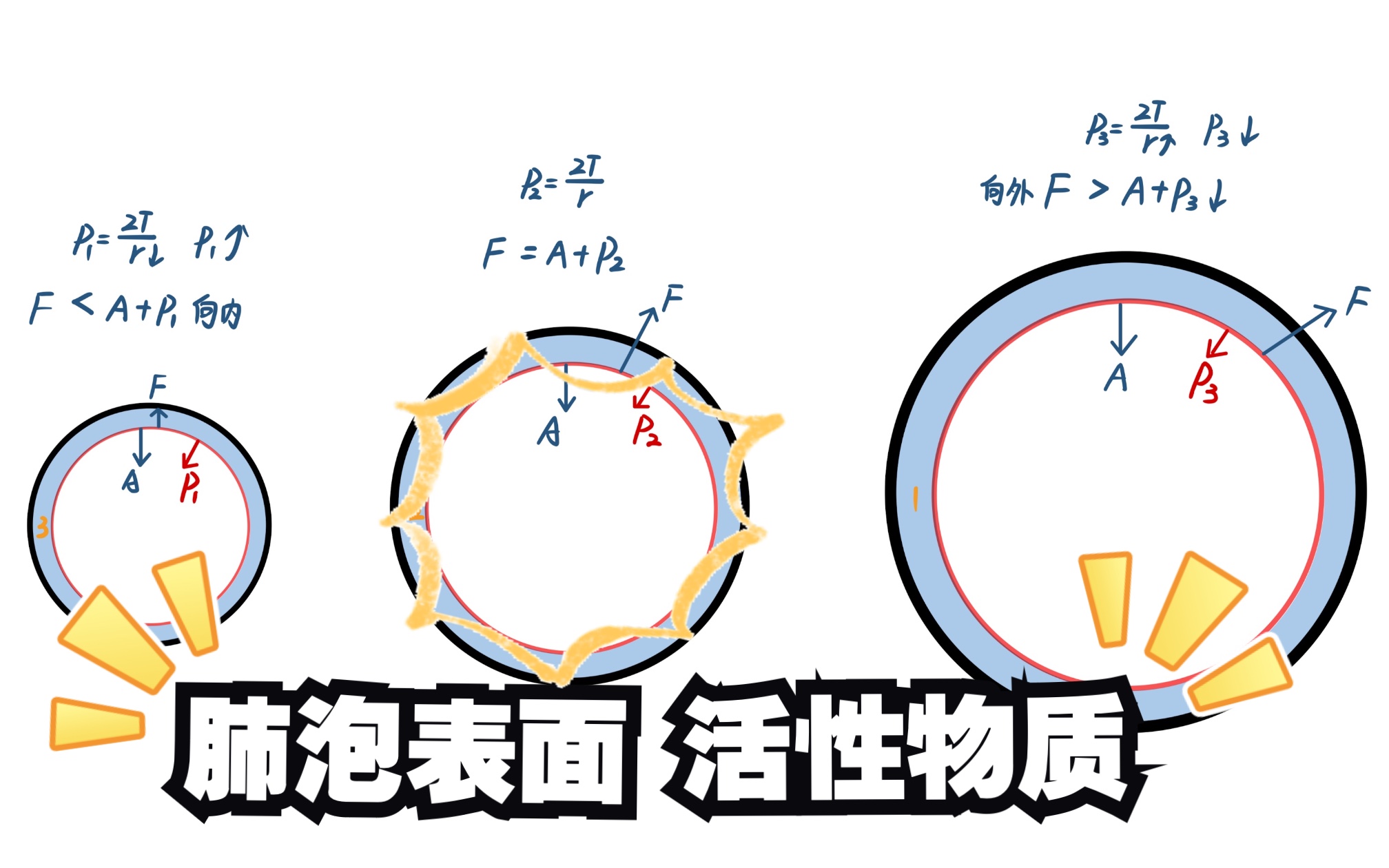 肺泡表面活性物质的机制 Surfactant哔哩哔哩bilibili