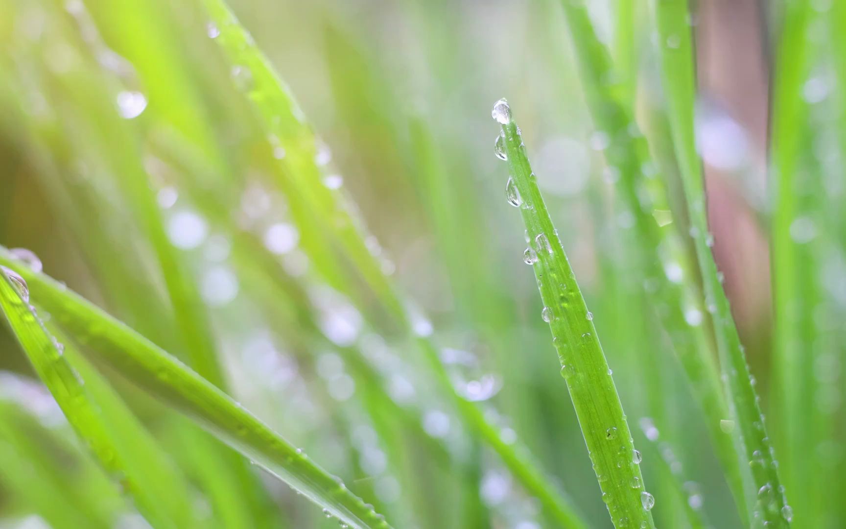 [图]春雨视频素材